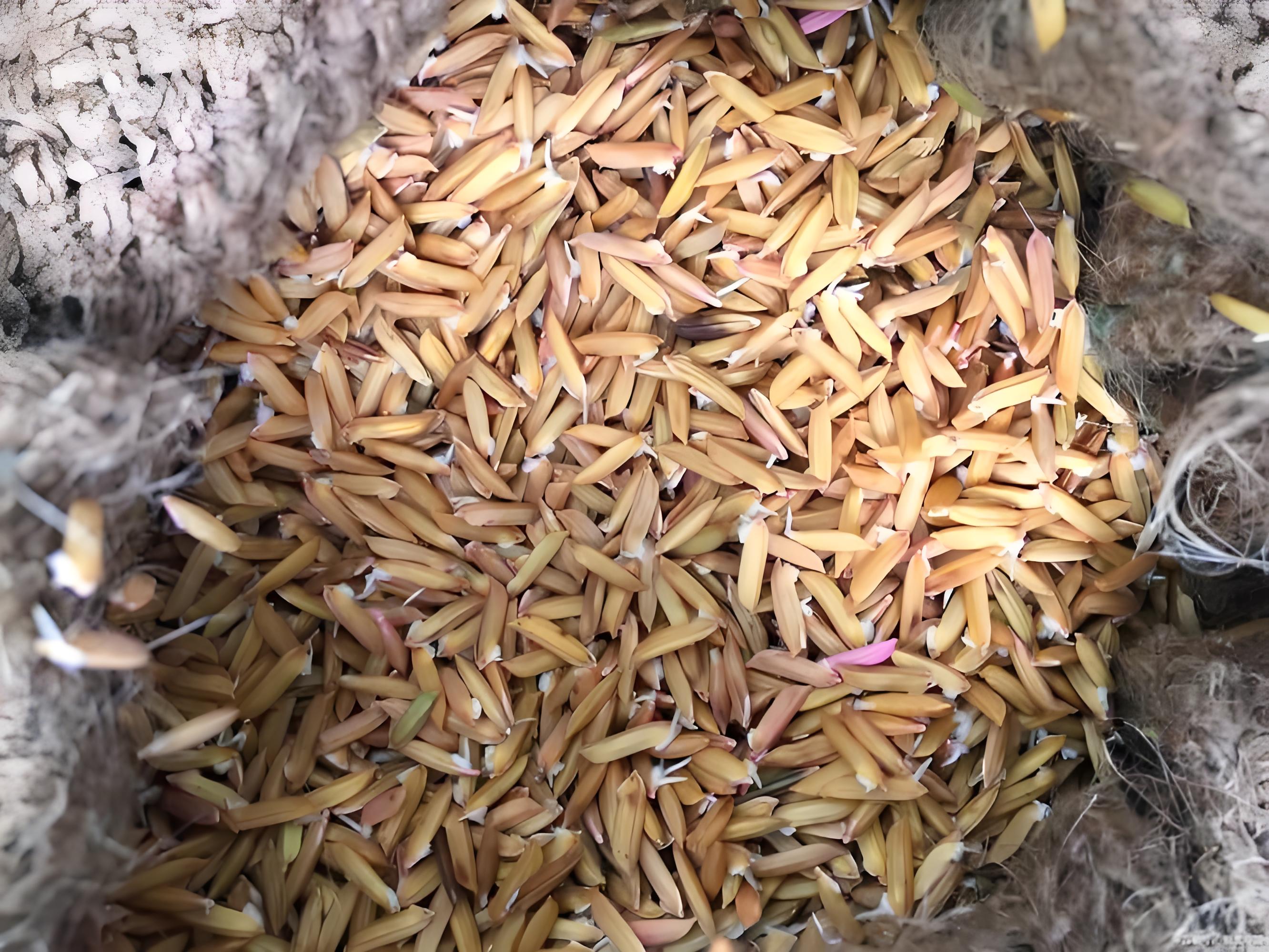 窃取我国杂交水稻清本种子